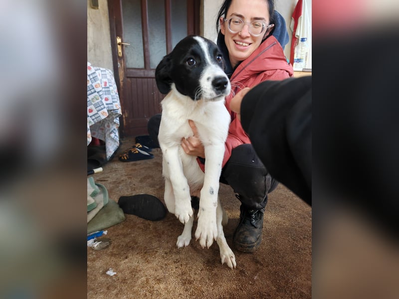 Welpe KUMIN sucht Für-Immer-Körbchen ❤️