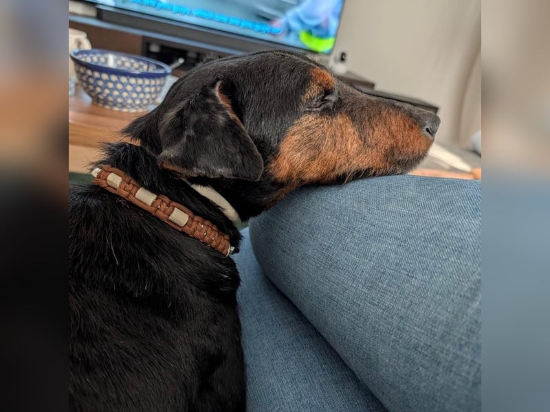 Terrier-Mix Vasko sucht Zuhause❤️