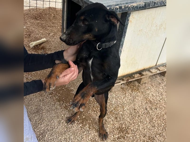 Sully sucht sein Forever Home ❤️