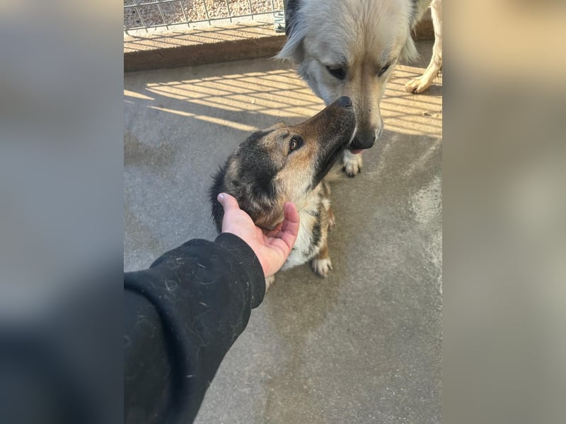 Lebensfrohe SOL sucht Für-Immer-Körbchen ❤️