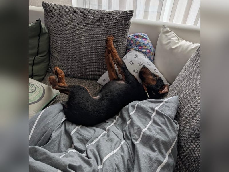 Terrier-Mix Vasko sucht Zuhause❤️