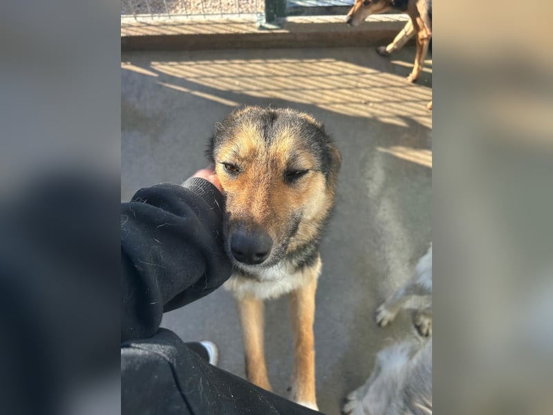 Lebensfrohe SOL sucht Für-Immer-Körbchen ❤️