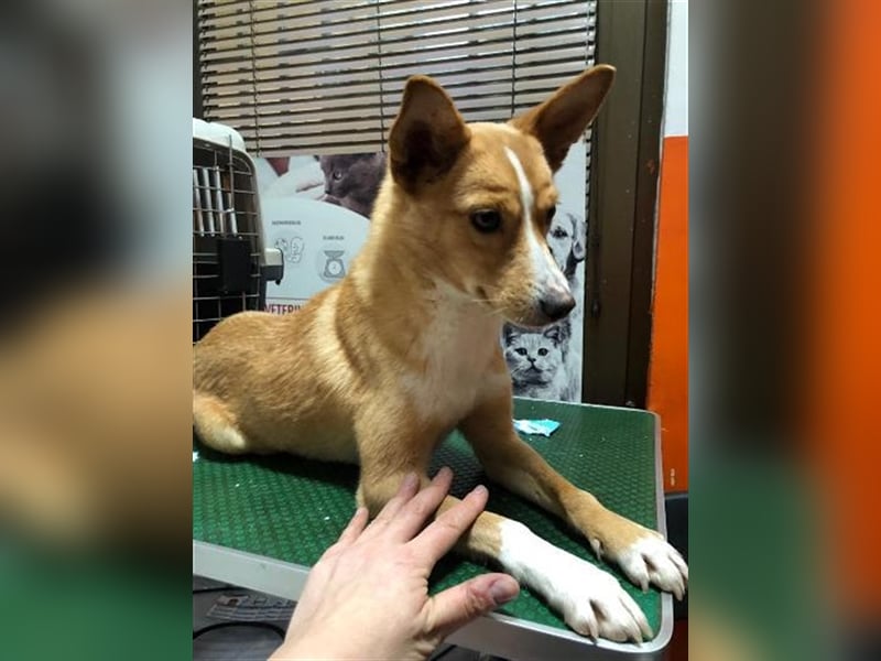 Monti unsere tapfere kleine Fellnase sucht sein Glück