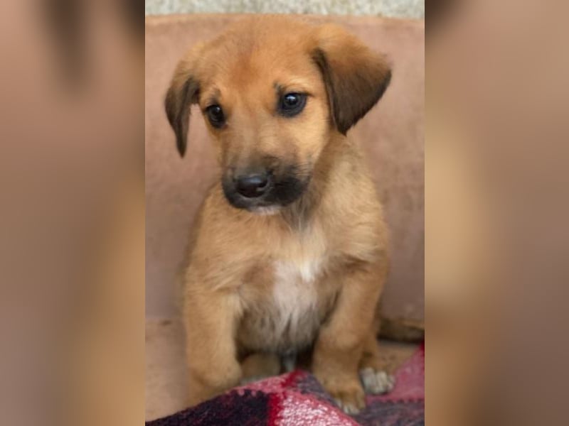 Cavallo, geb. ca. 11/2025, lebt in GRIECHENLAND, im städt. Tierheim Serres