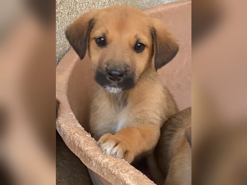 Cavallo, geb. ca. 11/2025, lebt in GRIECHENLAND, im städt. Tierheim Serres