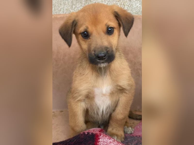 Cavallo, geb. ca. 11/2025, lebt in GRIECHENLAND, im städt. Tierheim Serres