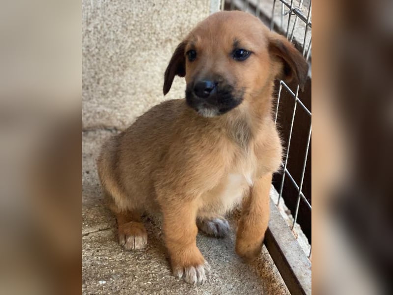 Cavallo, geb. ca. 11/2025, lebt in GRIECHENLAND, im städt. Tierheim Serres