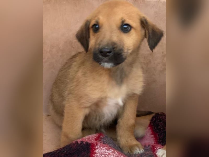 Cavallo, geb. ca. 11/2025, lebt in GRIECHENLAND, im städt. Tierheim Serres