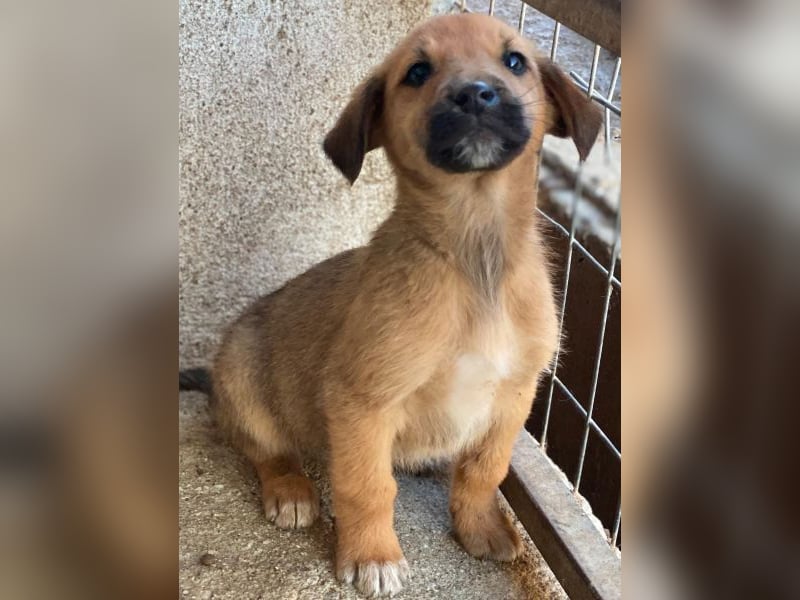 Cavallo, geb. ca. 11/2025, lebt in GRIECHENLAND, im städt. Tierheim Serres