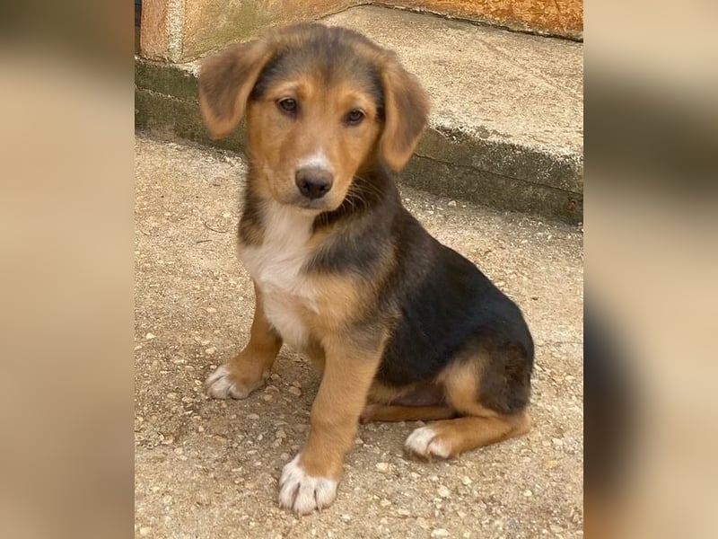 Fröhlicher, verspielter ALWI sucht eine Familie zum Schmusen