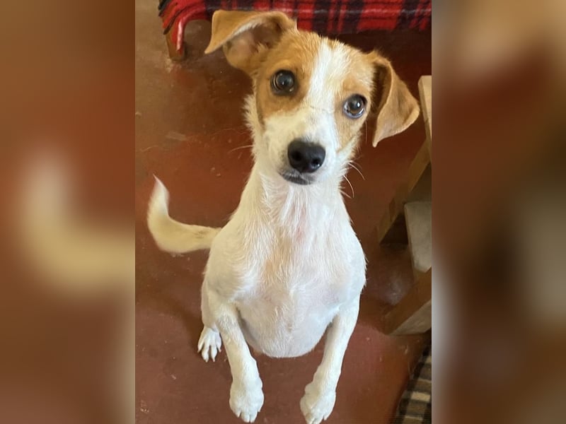 Zärtliche NARI, verspielt und verschmust - der perfekte Familienhund!