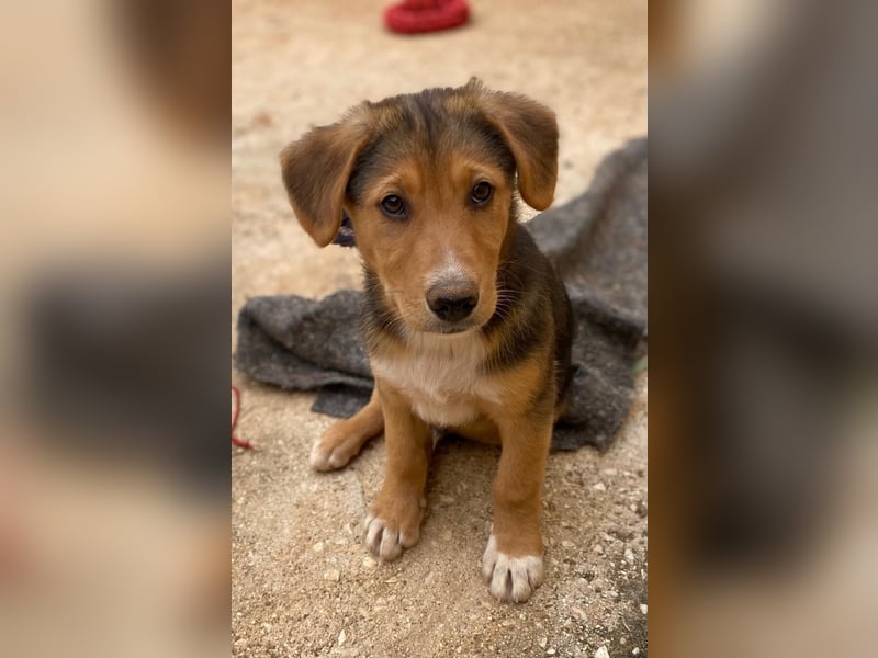 Fröhlicher, verspielter ALWI sucht eine Familie zum Schmusen