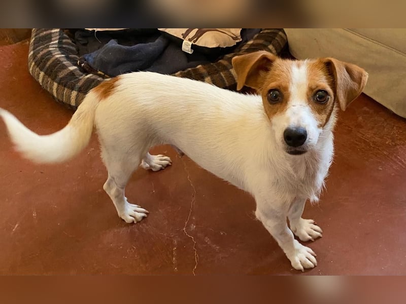 Zärtliche NARI, verspielt und verschmust - der perfekte Familienhund!