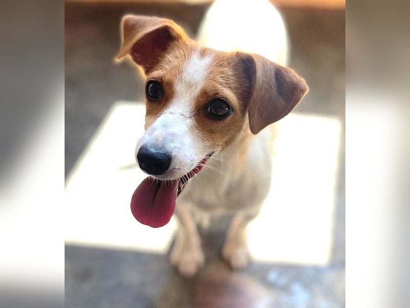 Zärtliche NARI, verspielt und verschmust - der perfekte Familienhund!