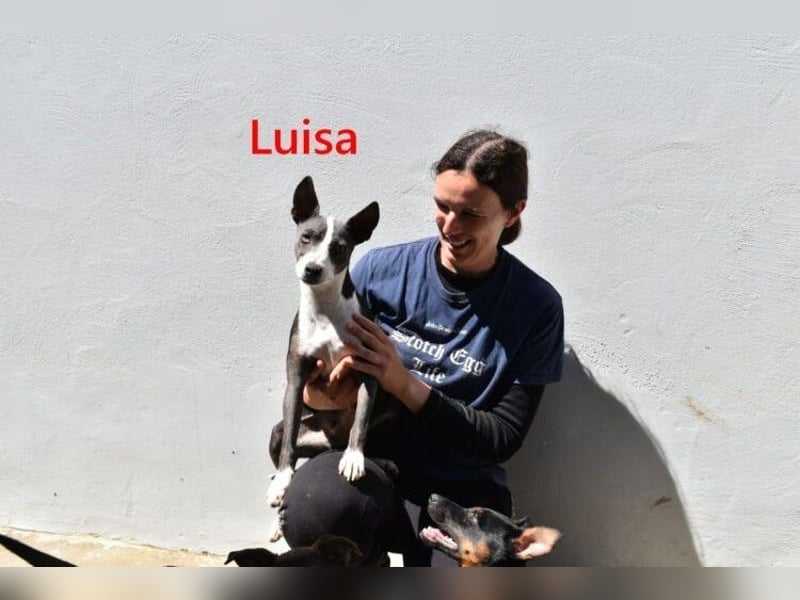 Luisa geb. 02/2023 (ESP) - verschmuste, wunderschöne Traumhündin!