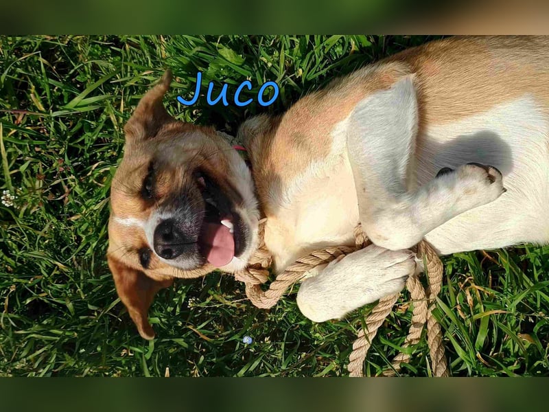 Juco geb. 08/2024 (GRC) - ruhiger, sozialer und liebenswerter junger Mann sucht ein Zuhause!