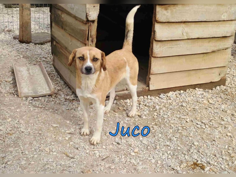 Juco geb. 08/2024 (GRC) - ruhiger, sozialer und liebenswerter junger Mann sucht ein Zuhause!