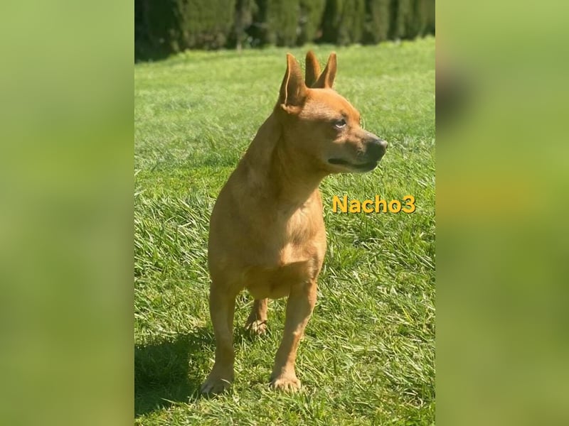 Nacho3 geb. 02/2022 (ESP) - geselliger und sozialer Bub sucht Pflegestelle oder Zuhause!