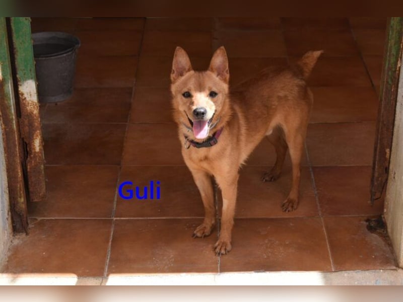 Guli geb. 07/2022 (ESP) - ein Sonne-im-Herzen Hund verdient sein Happy End!