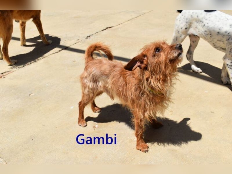 Gambi geb. 06/2023 (ESP) - unkomplizierter, freundlicher Hundemann!
