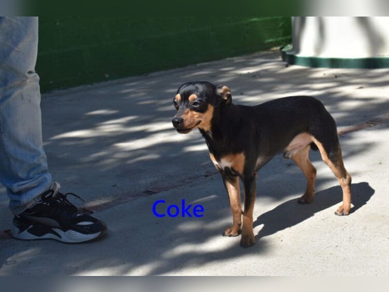 Coke geb. 12/2024 (ESP) - verschmuster und menschenbezogener Junghund!