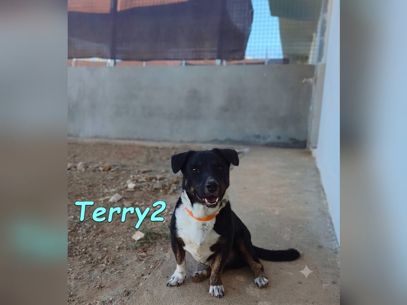 Terry2, geb. 11/2016 (ESP) Verschmuster und Sozialer Rüde seucht seine Menschen