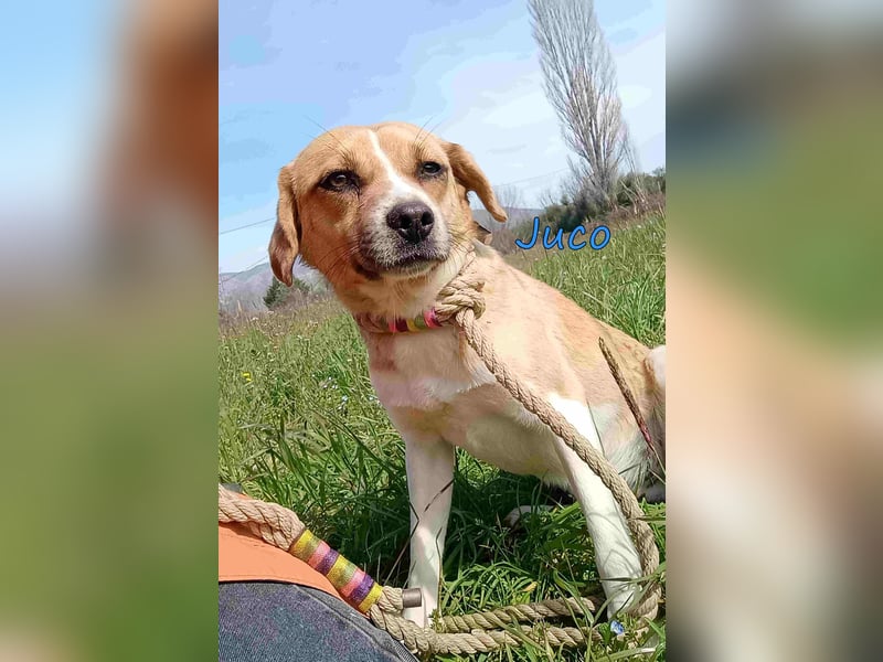 Juco geb. 08/2024 (GRC) - ruhiger, sozialer und liebenswerter junger Mann sucht ein Zuhause!