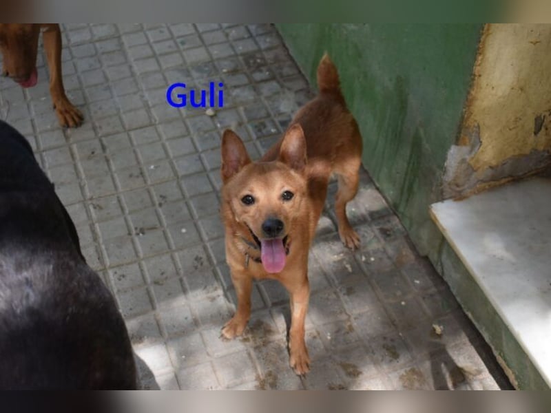 Guli geb. 07/2022 (ESP) - ein Sonne-im-Herzen Hund verdient sein Happy End!