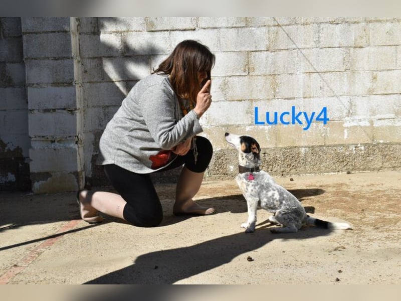 Lucky4 geb. 06/2025 (ESP) - verspielter Junghund sucht Pflegestelle oder Zuhause!