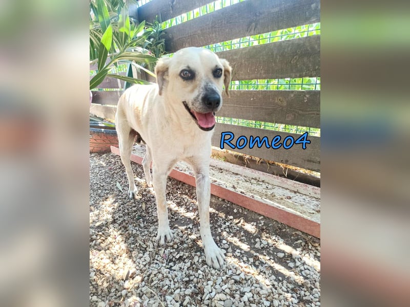 Romeo4 08/2022 (GRC) - schüchterner Schatz sucht Menschen mit Herz!