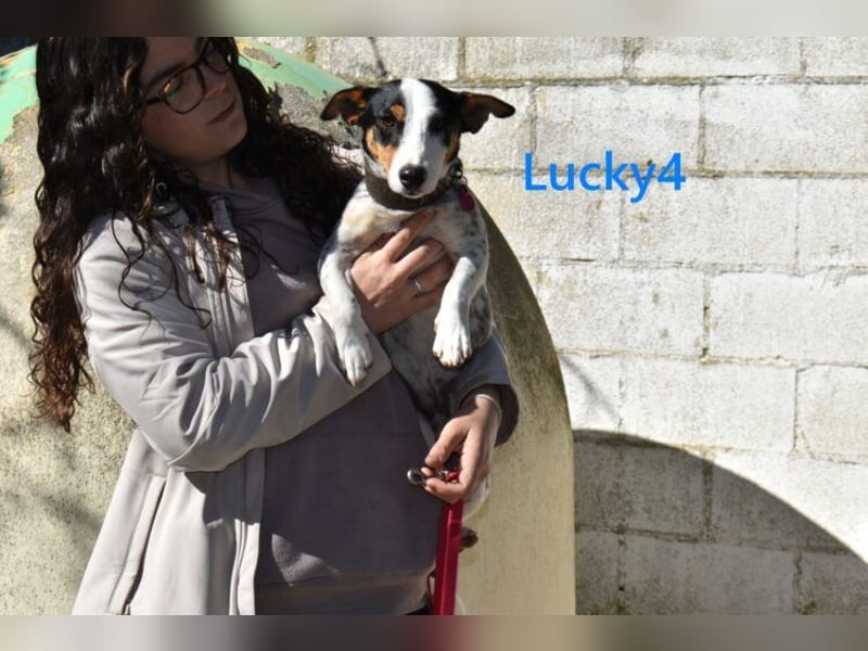 Lucky4 geb. 06/2025 (ESP) - verspielter Junghund sucht Pflegestelle oder Zuhause!