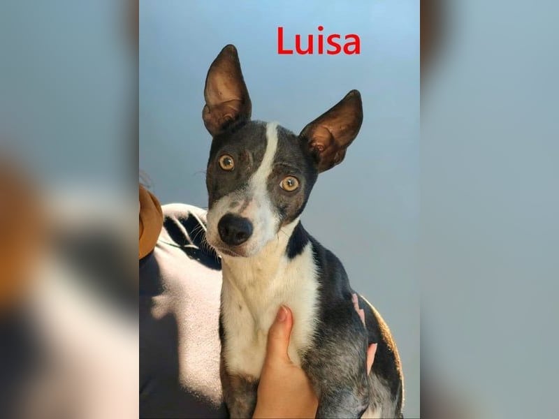 Luisa geb. 02/2023 (ESP) - verschmuste, wunderschöne Traumhündin!