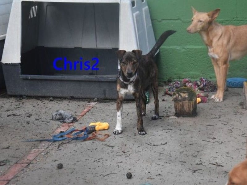 Chris2 geb. 03/2025 (ESP) - kleiner, fröhlicher Hundemann sucht seine Familie!