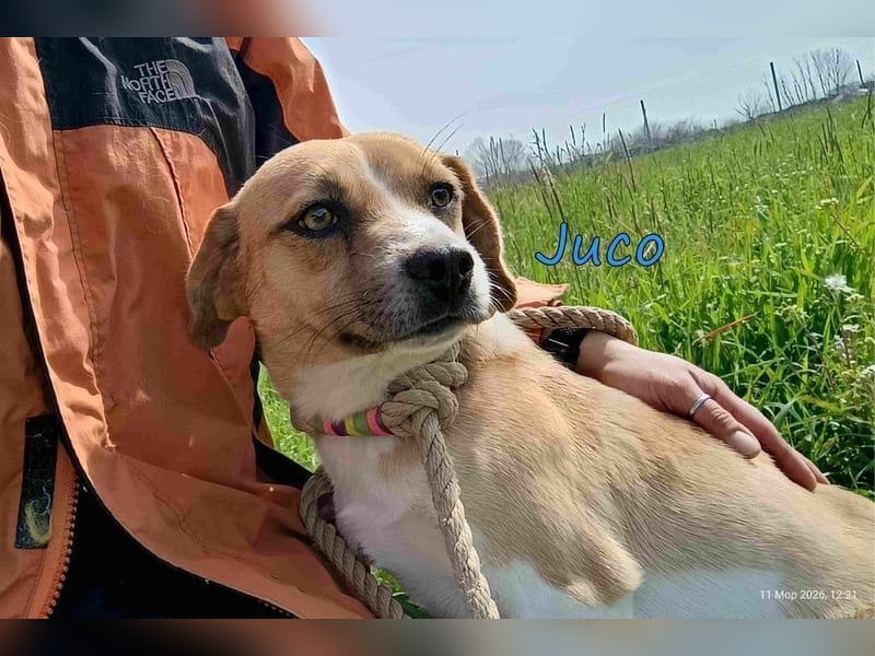 Juco geb. 08/2024 (GRC) - ruhiger, sozialer und liebenswerter junger Hundekumpel sucht ein Zuhause!