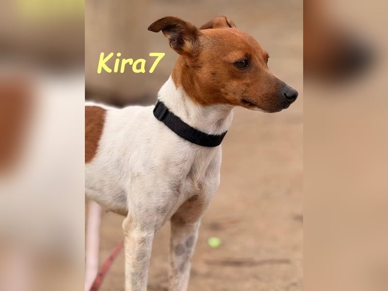 Kira7 geb. 07/2024 (ESP) - freundliches, liebevolles und verschmustes Bodeguero-Mix-Mädchen!