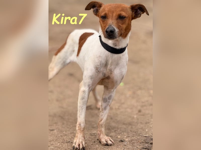 Kira7 geb. 07/2024 (ESP) - freundliches, liebevolles und verschmustes Bodeguero-Mix-Mädchen!