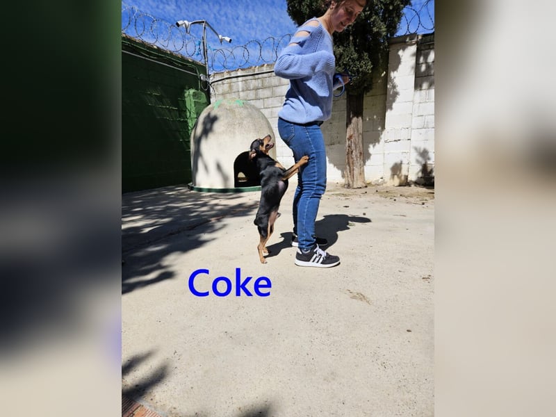 Coke geb. 12/2024 (ESP) - verschmuster und menschenbezogener Junghund!