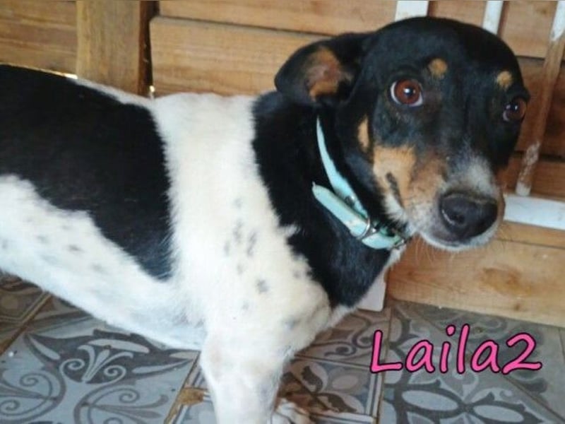 Laila2 geb. 01/2024 (GRC) - noch ein bisschen schüchtern hält sie Ausschau nach ihrer Chance!