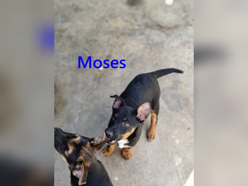 Moses geb. 01/2026 (ESP) - verspielter, wunderschöner Welpe sucht seine Menschen!