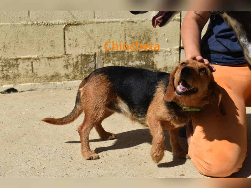 Chincheta geb. 09/2023 (ESP) Verschmuste und Menschenbezogene Hundedame sucht ihr Glück