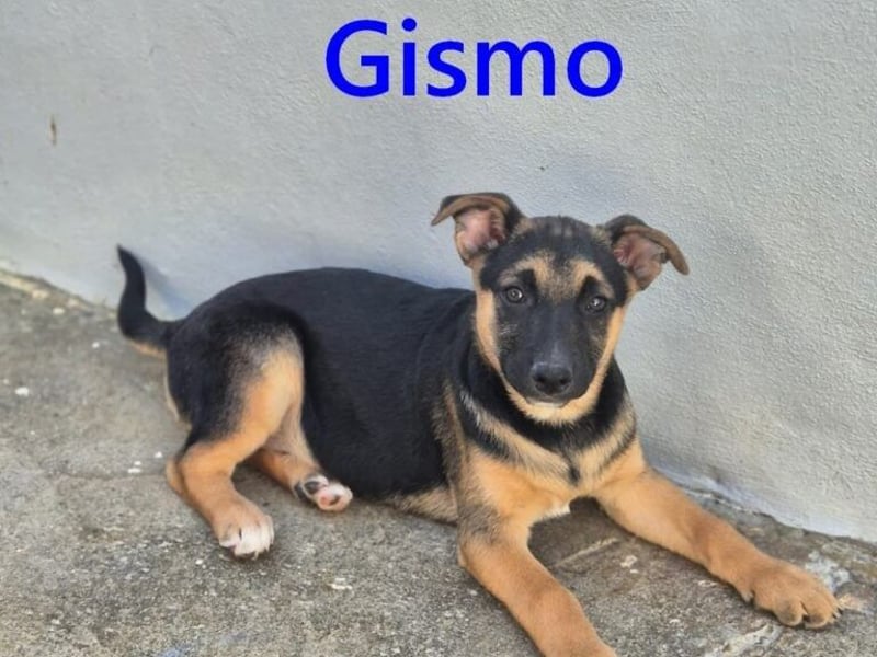 Gismo geb. 01/2026 (ESP) - charmanter, unverdorbener Welpe sucht sein Körbchen!