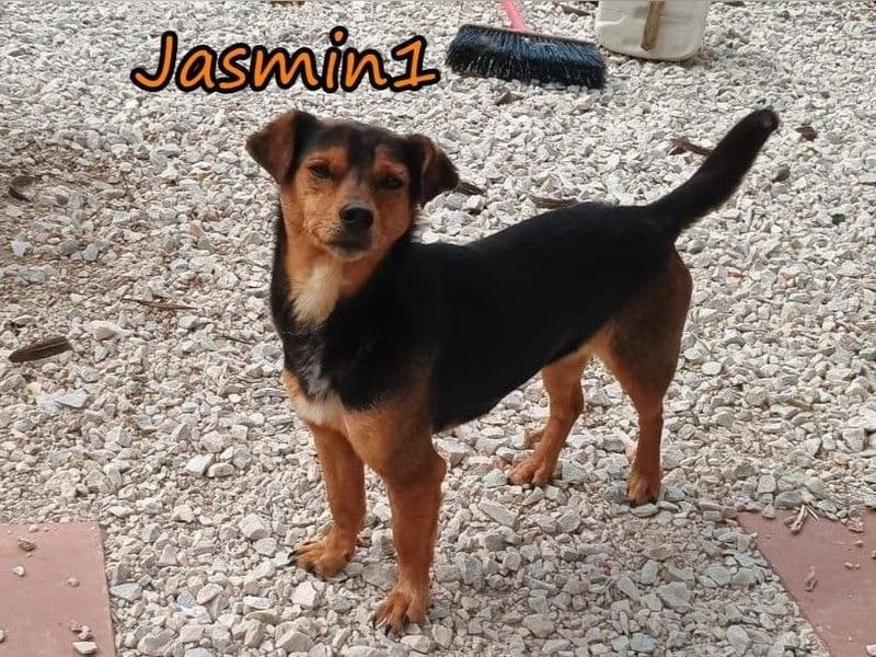 Jasmin1 geb. 08/2022 (GRC) - kleines Mädchen sucht ihre Familie!