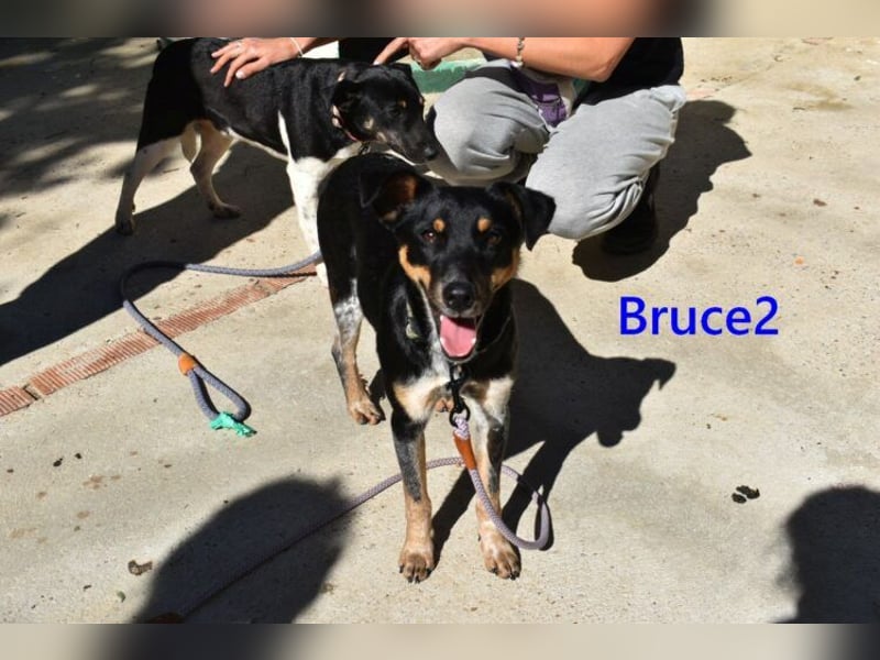Bruce2 geb. 07.2025 (ESP) - freundlicher und verspielter Junghund sucht sein Zuhause!