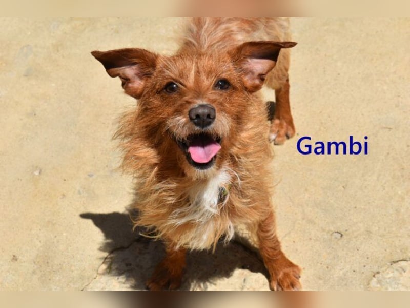 Gambi geb. 06/2023 (ESP) - unkomplizierter, freundlicher Hundemann!