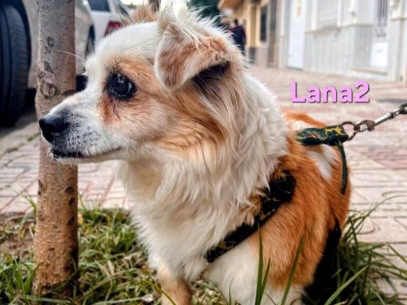 Lana2 geb. 05/2018 (ESP)- unkompliziert und sozial, dazu noch süß!