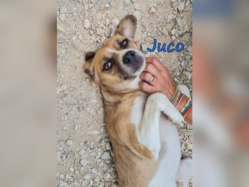 Juco geb. 08/2024 (GRC) - ruhiger, sozialer und liebenswerter junger Hundekumpel sucht ein Zuhause!