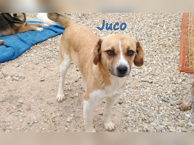 Juco geb. 08/2024 (GRC) - ruhiger, sozialer und liebenswerter junger Mann sucht ein Zuhause!