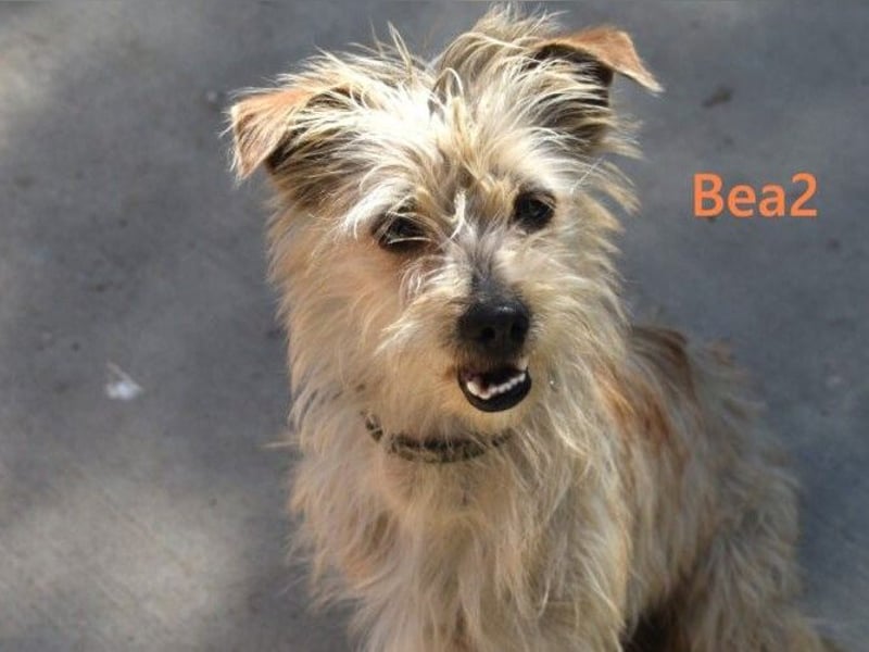 Bea2 geb. 04/2024 (ESP) - verschmuste kleine Wuschelmaus!