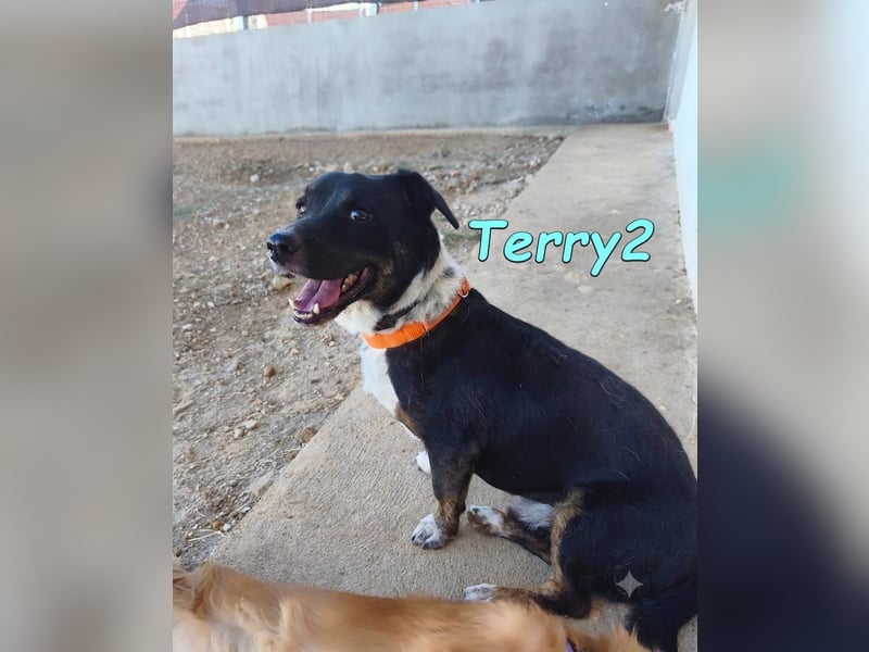 Terry2, geb. 11/2016 (ESP) Verschmuster und Sozialer Rüde seucht seine Menschen