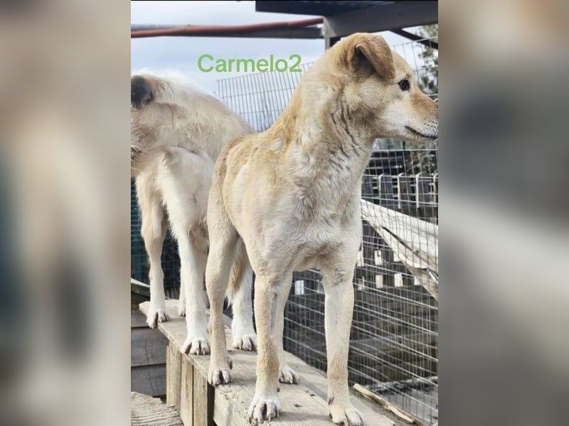Carmelo2 geb. 10/2023 (GRC) - lieber, verschmuster Hundepartner sucht sein Zuhause!